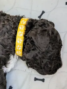 Lagotto romagnolo - Ürömi Szarvasgombász Jozefin