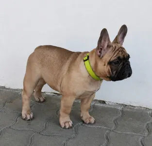 Bouledogue français - Elmo