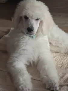 Óriás uszkár - Giant Miracles Extazy Lord Of Elegance Eyron