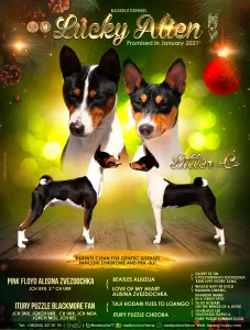 Basenji - Lucky Alien