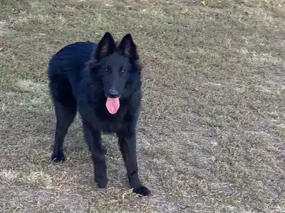 Belgischer Schäferhund - Gerőcsvári Freya