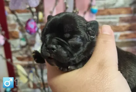 French Bulldog - Ralf