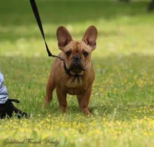 Francia bulldog - Wendy