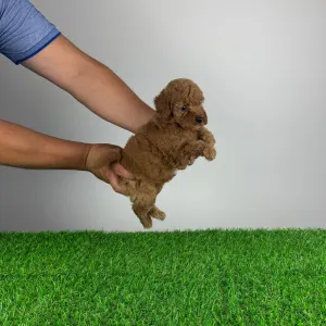Poodle Miniature - Hiper