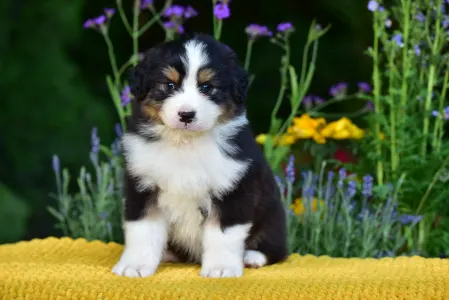 Australian Shepherd - Gingers Heritage Road Boss