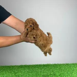 Poodle Toy - Remy