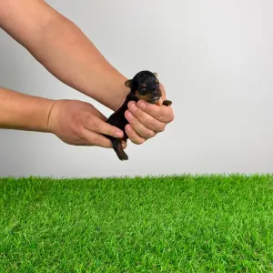 Yorkshire Terrier - Paws