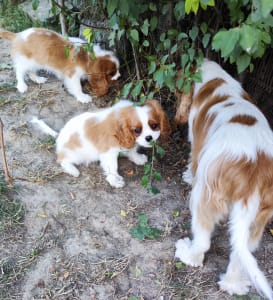 Cavalier King Čarles Španiel - Erdőszéli Ezüstcsillag