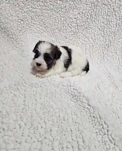 Bichon havanais - Maggie