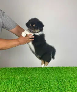 Australian Shepherd - Tyso