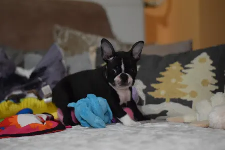 Boston Terrier - Csillag ( Vixen )
