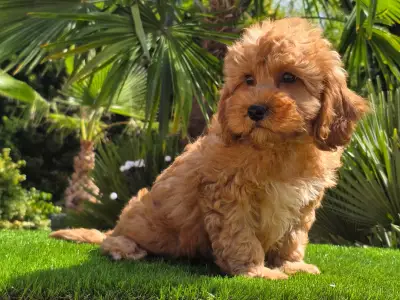 Cavapoo - Mendosa