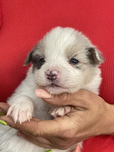 Border Collie - Bounty/slate Sable Kan
