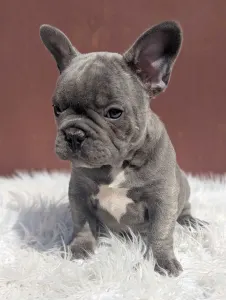 Francouzský buldoček - Ashur