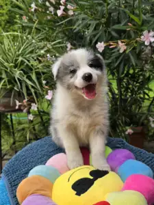 Border Collie - Gingers Heritage Despacito