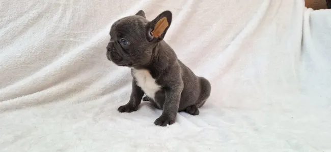 French Bulldog - Eldon