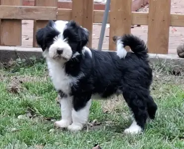 Tibetan Terrier - Saumur Zig-zag