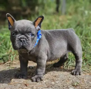 French Bulldog - Hugo