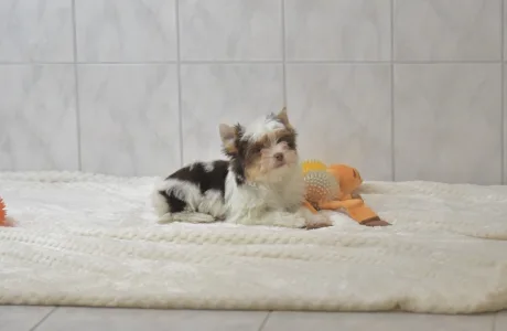 Бивер-йоркширский терьер - Ria Orient 