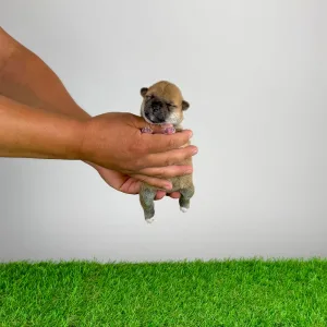 Shiba Inu - Tara