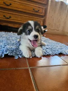 Welsh Corgi Pembroke - Evelyn