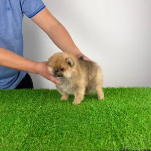 Szpic miniaturowy - Umia