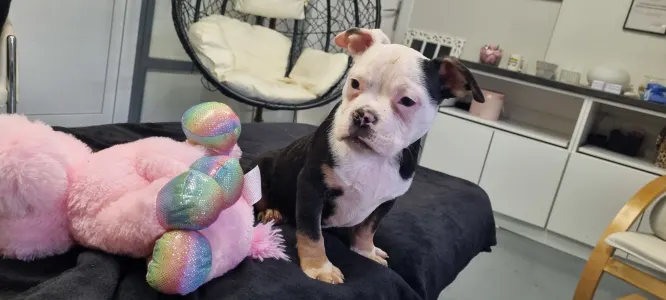 American Bully - Pocket - Yoker