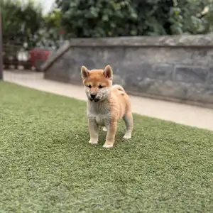 Shiba - Bravados Inori