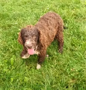 Lagotto Romanjolo - Aky