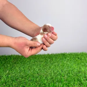 Кавалер кинг-чарльз-спаниель - Helen 