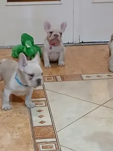 French Bulldog - Bruno