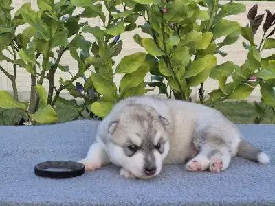 Szibériai husky - Black Boy