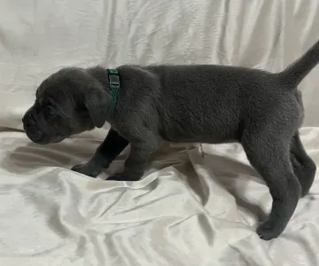 Cane corso - Abigél