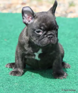 French Bulldog - Barney