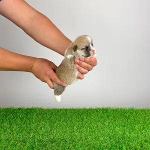 Welsh Corgi Pembroke - Zuro