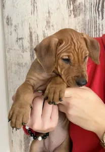 Pinscher Pitic - Amelie