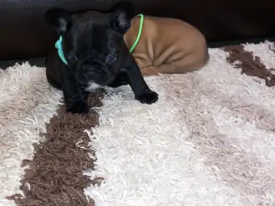 Francia bulldog - Miora Frenchie Paxton