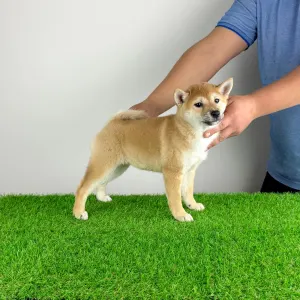 Shiba - Inna