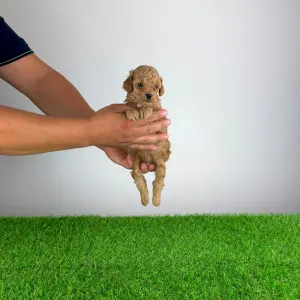 Pudel miniaturowy - Berlo