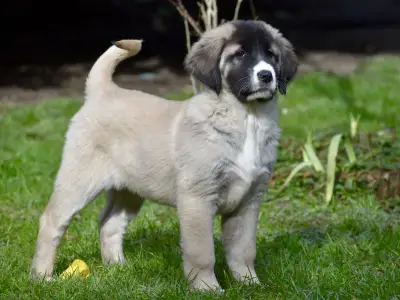 Owczarek środkowoazjatycki - Jenke