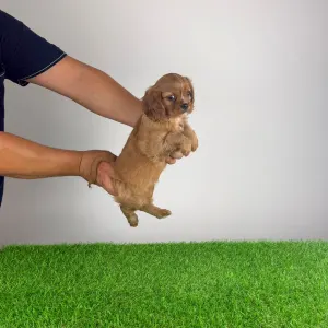 Cavalier King Charles Spaniel - Wilma