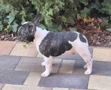 French Bulldog - Kevin