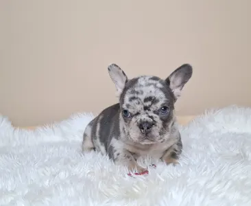 French Bulldog - Zazi