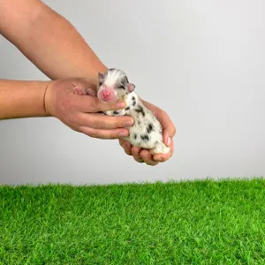 Berger australien - Clou