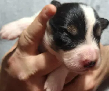 Border Collie - Mallorca