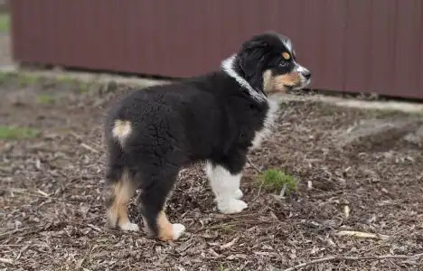 Australský ovčák - Daikoku