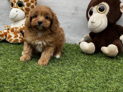 Cavapoo - Upsadaisy