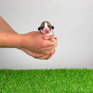 Pembroke Welsh Corgi - Welo