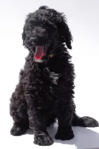 Goldendoodle - F1b Onyx