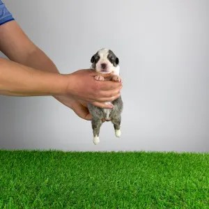 Australian Shepherd - Bizzy